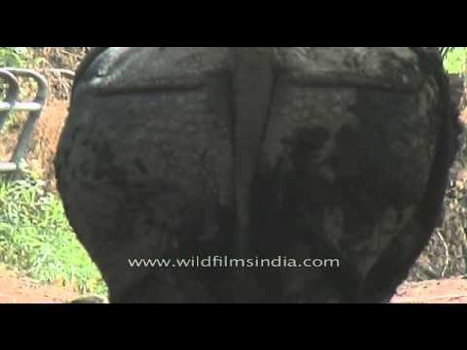 Rhino roaming inside a zoo