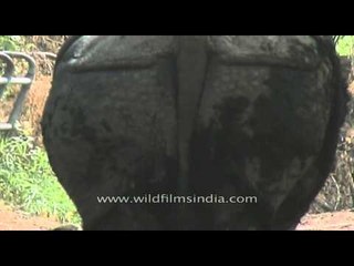 Rhino roaming inside a zoo