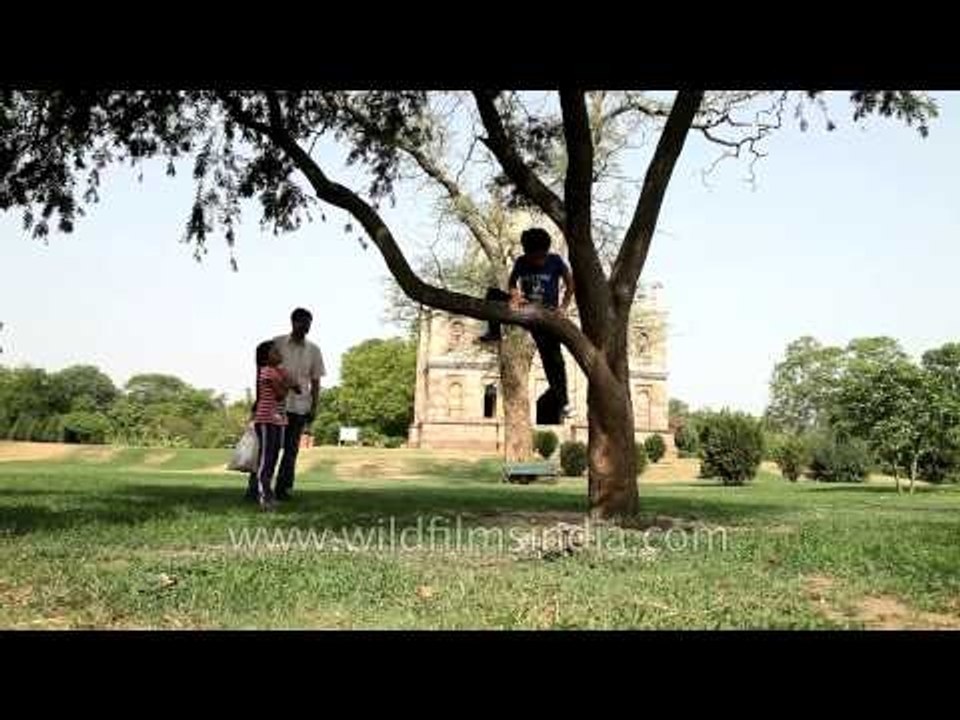 Kids playing in tree in front of Shish Gumbad tomb