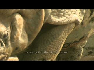 Close up shots of Rhinoceros