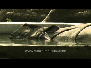 Crow sits over Rhinoceros