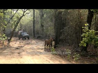 Tourist jeeps sight and corner a tiger - Bandhavgarh