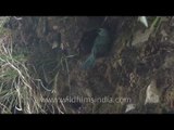 Verditer Flycatcher taking food for its chicks
