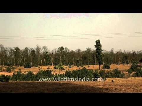 Huge machan at Ken River Lodge, Panna