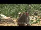 Baby Macaques playing around in Delhi
