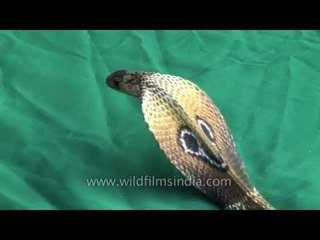 Cobra in green screen