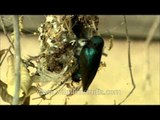 Pair of purple Sunbird feeding their young ones in nest