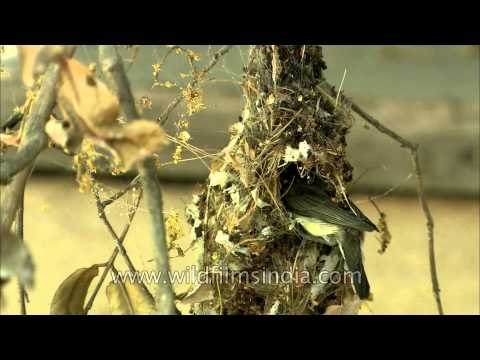 Purple Sunbird parents feeding their chicks