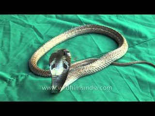 Indian cobra in green screen