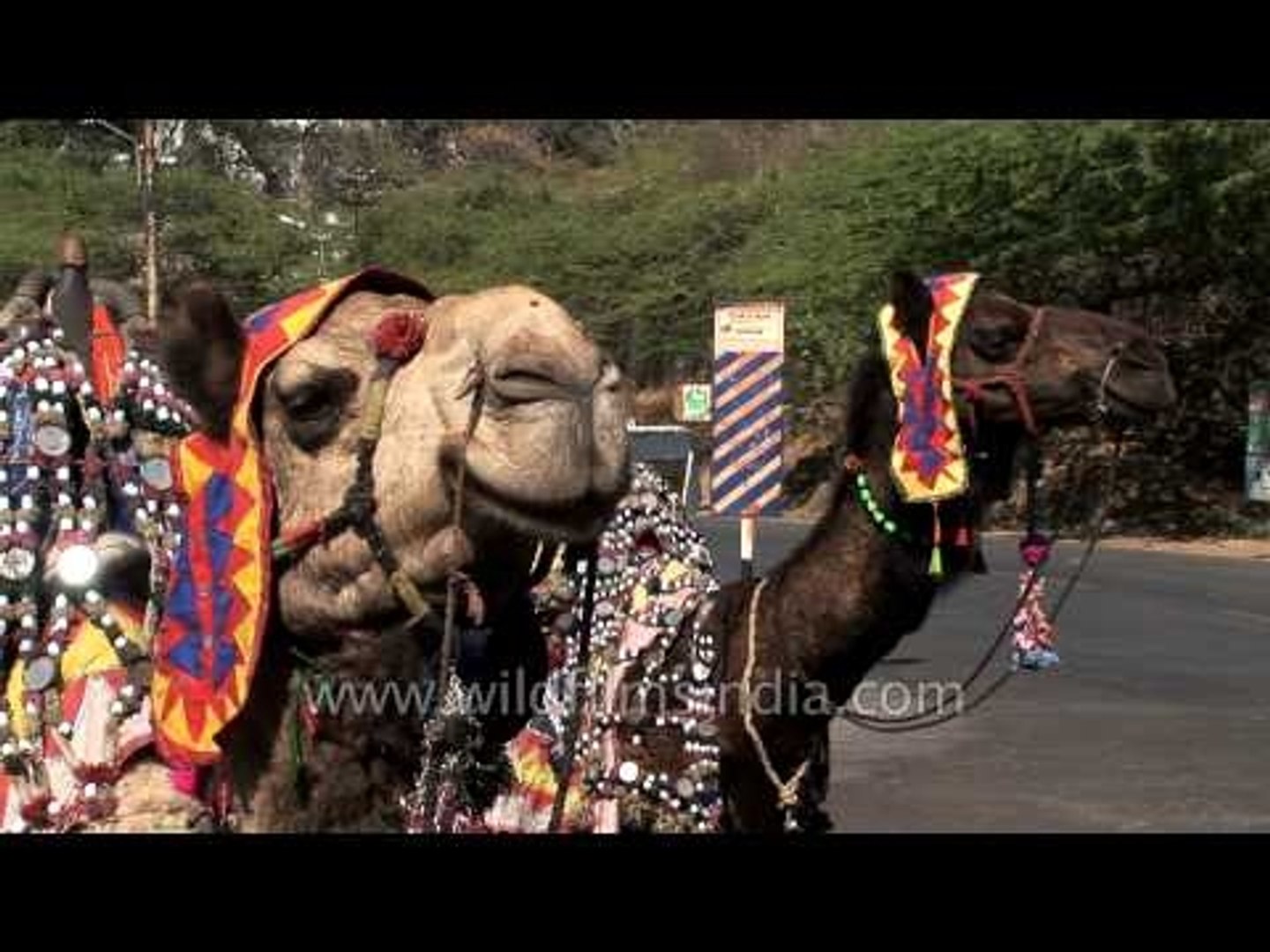 ⁣Safari on camels : Udaipur, Rajasthan