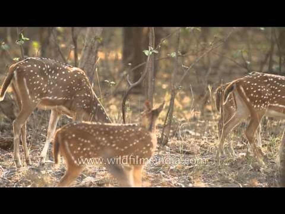 Spotted deer grazing on the dry grassland of Panna National Park