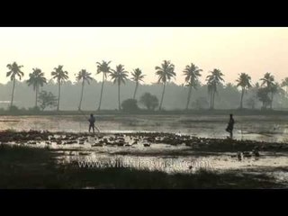 Duck farming in backwaters of Kerala