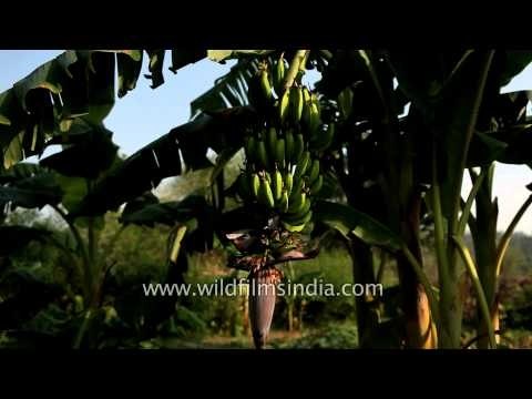 Banana trees at Kings Lodge farm, Madhya Pradesh