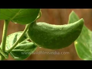 Calotropis gigantea growing in Panna National Park