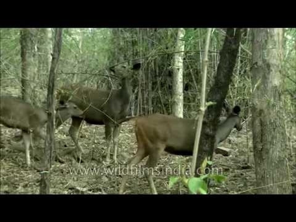 Sambar deer in Panna National Park