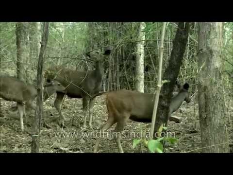 Sambar deer in Panna National Park
