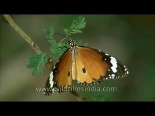 Common Tiger butterfly at Panna National Park