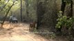 Tiger being disturbed by tourists at Bandhavgrah National Park