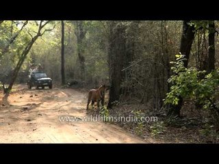 Tiger being disturbed by tourists at Bandhavgrah National Park