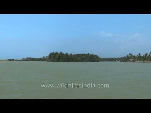 Coconut palm trees along the backwaters of Kerala