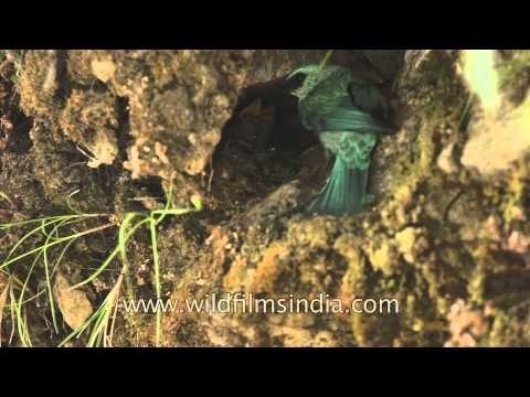 Verditer Flycatcher working hard at feeding its chicks