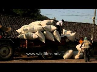 Workers unloading sacks from a tractor