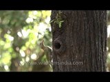 Scaly-bellied Woodpecker (Picus squamatus)