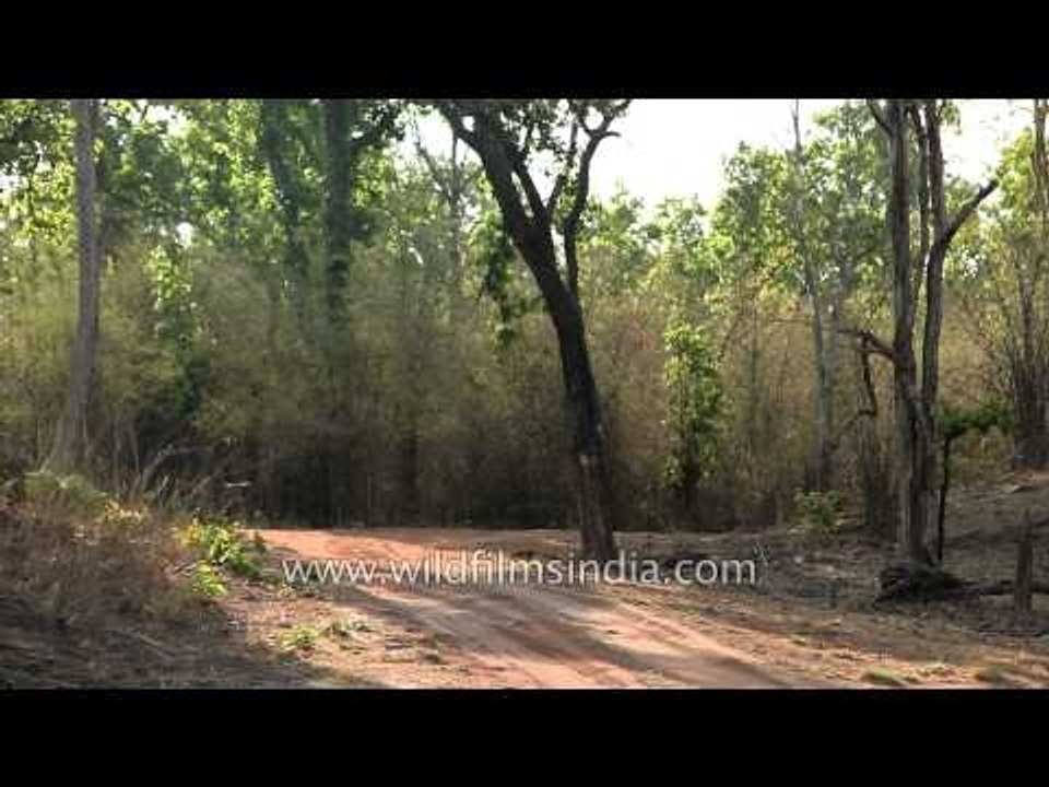 Tiger walks along waterhole in Bandhavgarh, near memorial to Charger