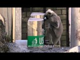 Gray Langur searching for food in dustbin, Landour