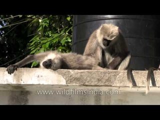 Grey langurs sunning themselves in Landour