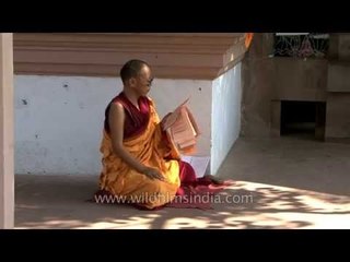 Monk reading holy books at Mulagandha Kuti Temple, UP, India