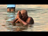 Devotee taking a holy dip in sacred river Ganga, Varanasi