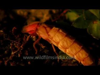 Himalayan Glow worm in Uttarakhand