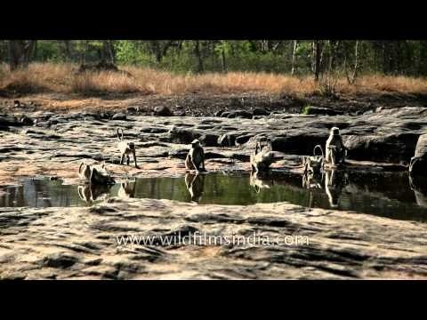 Group of langurs at a waterhole in Panna National Park