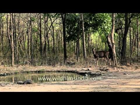 Sambhar deer at water hole in Panna National Park