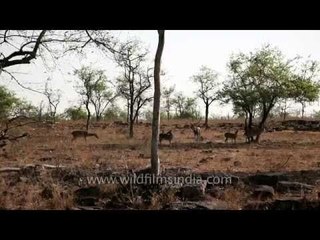 Spotted deer at Panna National Park