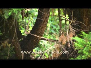 Hanuman langur in Landour, Uttarakhand