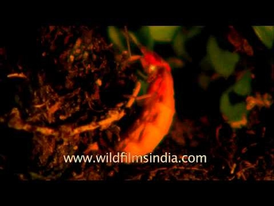 Himalayan firefly glow-worm