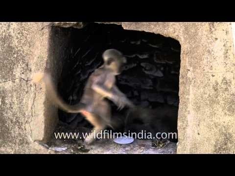 Gray langurs searching for food in trash