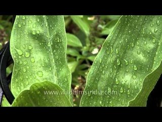 Raindrops falling on leaves