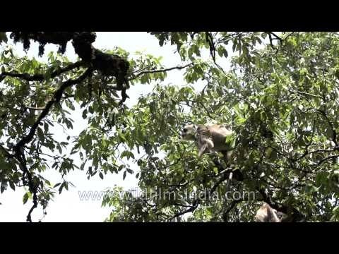 Gray langurs or Hanuman langurs in Landour, Uttarakhand