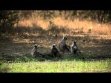Langurs in Panna National Park