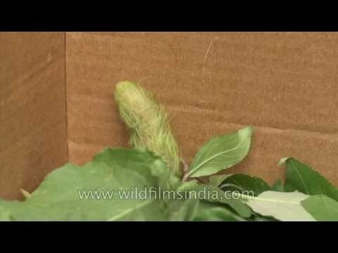 Indian Moon moth caterpillar spinning a cocoon
