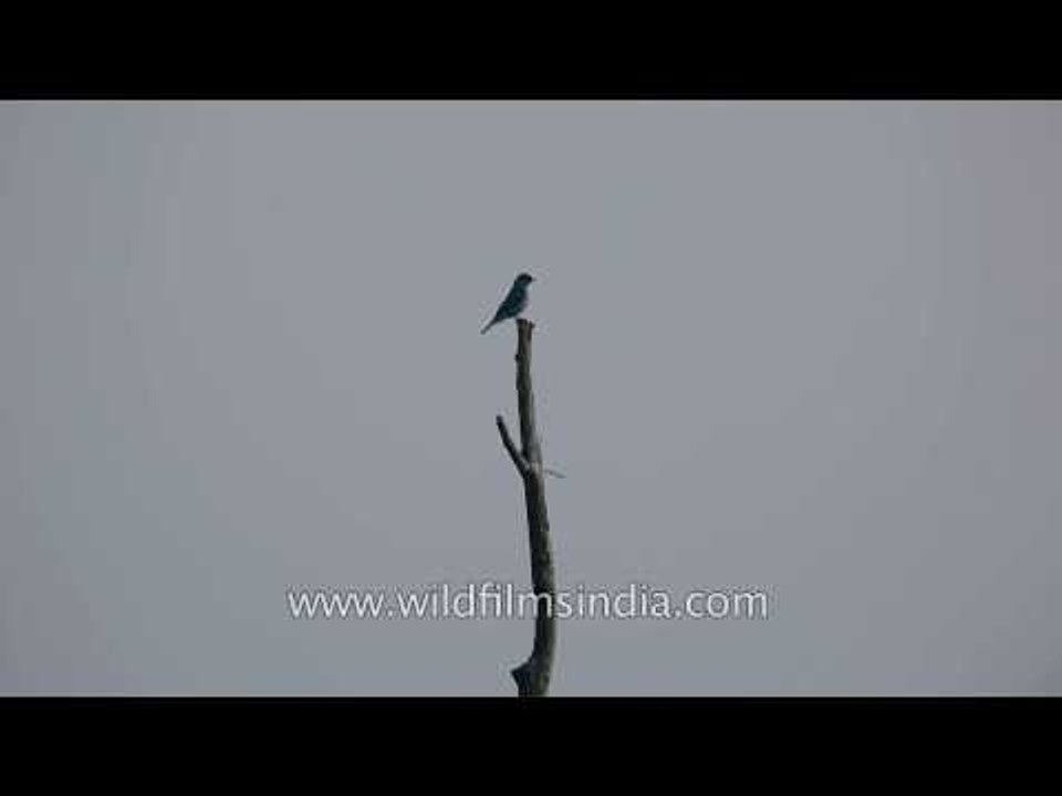 Verditer flycatcher in Uttarakhand