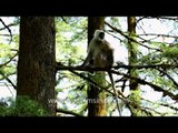 Gray langur sitting on a tree branch - Uttarakhand