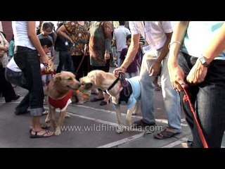 Pugs and Labradors to participate in a mass canine wedding in India