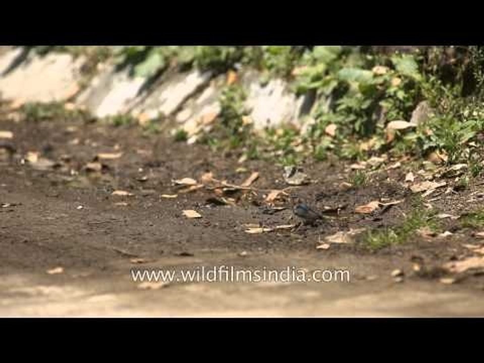 Wire-tailed Swallow or Hirundo smithii taking mud for nest-building