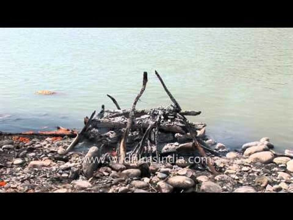 Cremating dead body at Chandi ghat - Haridwar