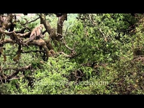 Hanuman langurs jumping and climbing trees in Uttarakhand
