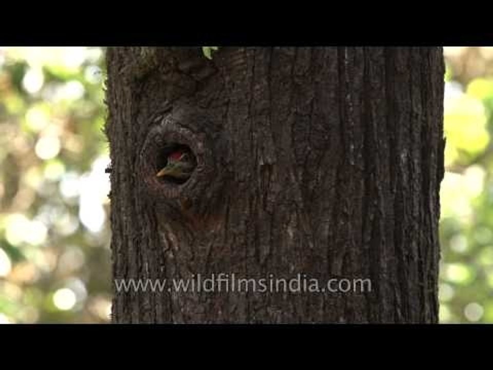 Scaly-bellied Woodpecker in its nest-hole in Uttarakhand
